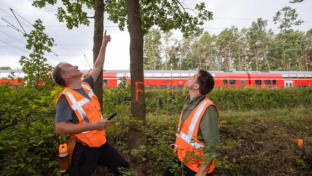 Umgestuerzte-Baeume-verursachen-auf-Bahngleisen-oft-Probleme
