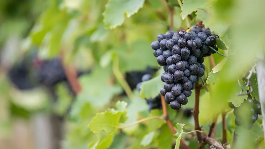 Weil-es-zu-viel-Rotwein-aus-Wuerttemberg-gibt-koennen-Winzer-Geld-bekommen-wenn-sie-den-Wein-zu-Industriealkohol-destillieren