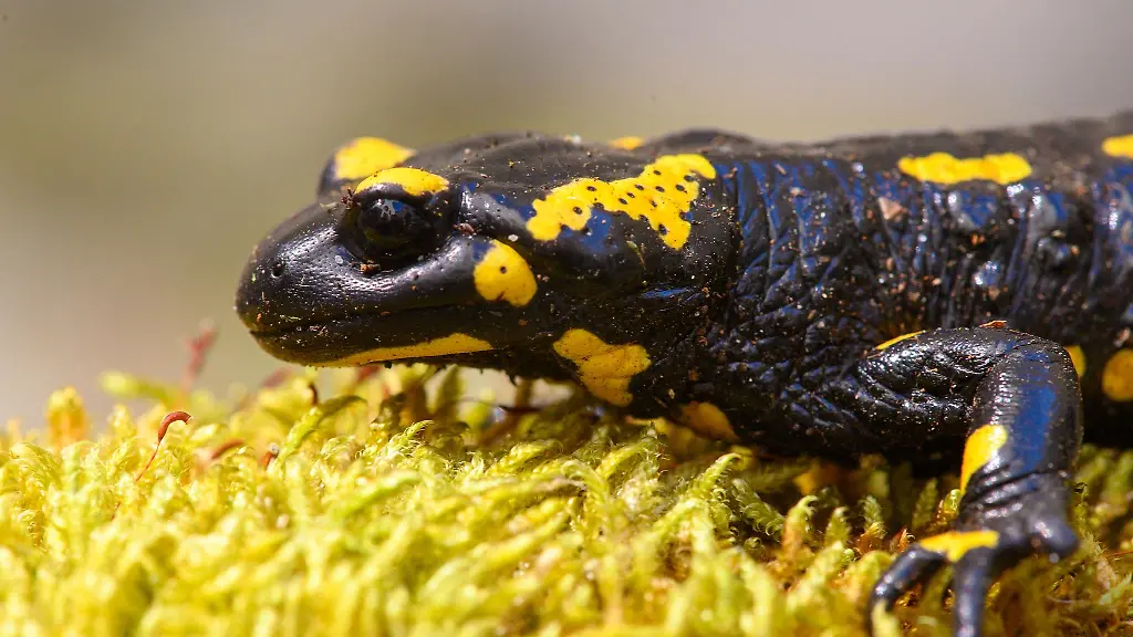 Tierfreunde-aus-dem-Landkreis-Mittelsachsen-haben-Larven-des-Feuersalamanders-an-einem-Zufluss-zur-Zschopau-vor-dem-Austrocknen-bewahrt-Archvibild