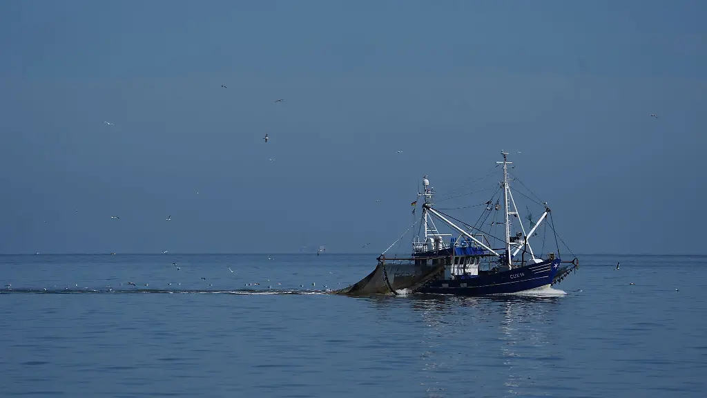 Moewen-fliegen-einem-Fischkutter-in-der-Elbmuendung-hinterher