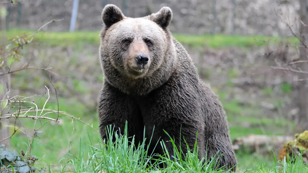 Italy-Trento-May-15-2024-Provincial-councilor-Roberto-Failoni-of-the-Autonomous-Province-of-Trento-announced-that-in-the-next-autumn-the-bear-known-as-JJ4-will-be-transferred-to-the-Alternative-Wolf-and-Bear-Park-refuge-located-in-Bad-Rippoldsau-Schapbach-Black-Forest-in-Germany-Bear-JJ4-a-17-year-old-female-was-captured-after-the-fatal-attack-on-Andrea-Papi-26-near-the-village-of-Caldes-province-of-Trento-Photo-shows-Bear-JURKA-mother-of-JJ4-Photo-dated-April-2023-Alternative-Wolf-and-Bear-Park-refuge-located-in-Bad-Rippoldsau-Schapbach-Black-Forest-in-Germany