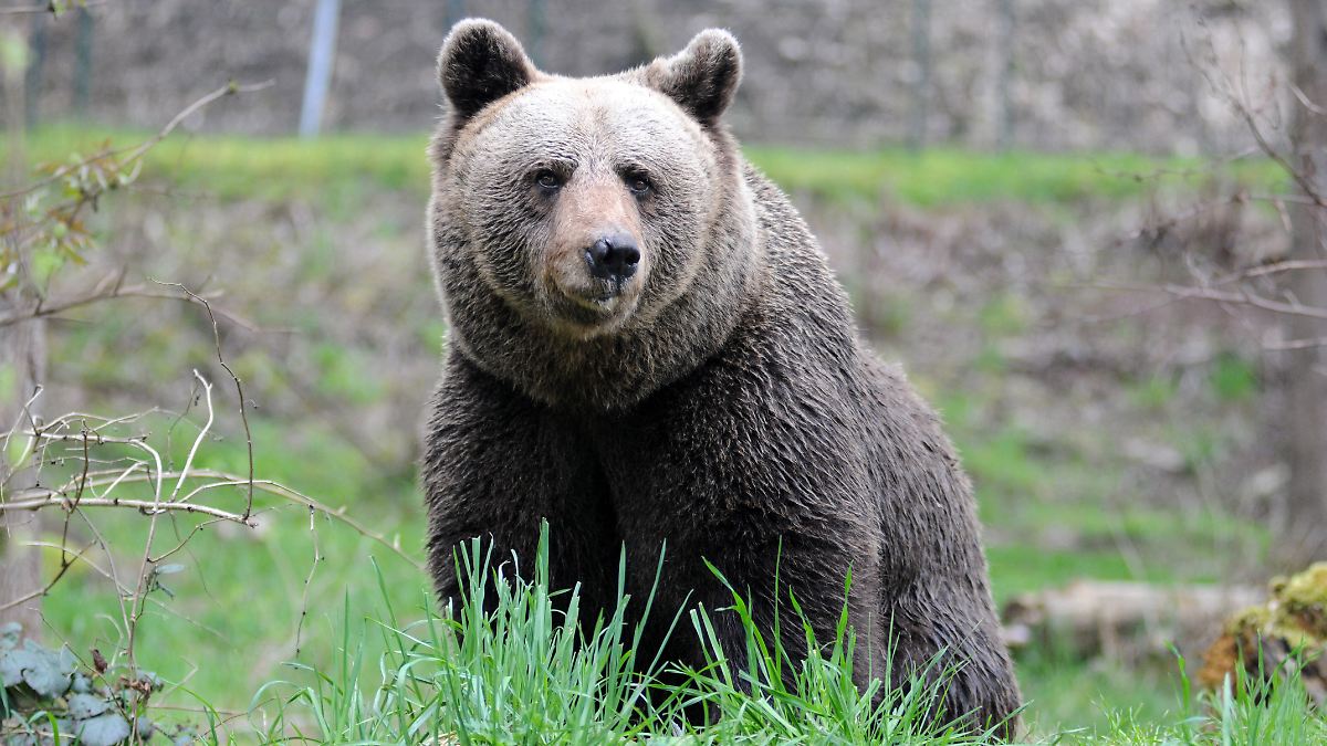 Verdächtige Spur gefunden: Streift ein Bär durchs Allgäu? Behörden warnen Wanderer