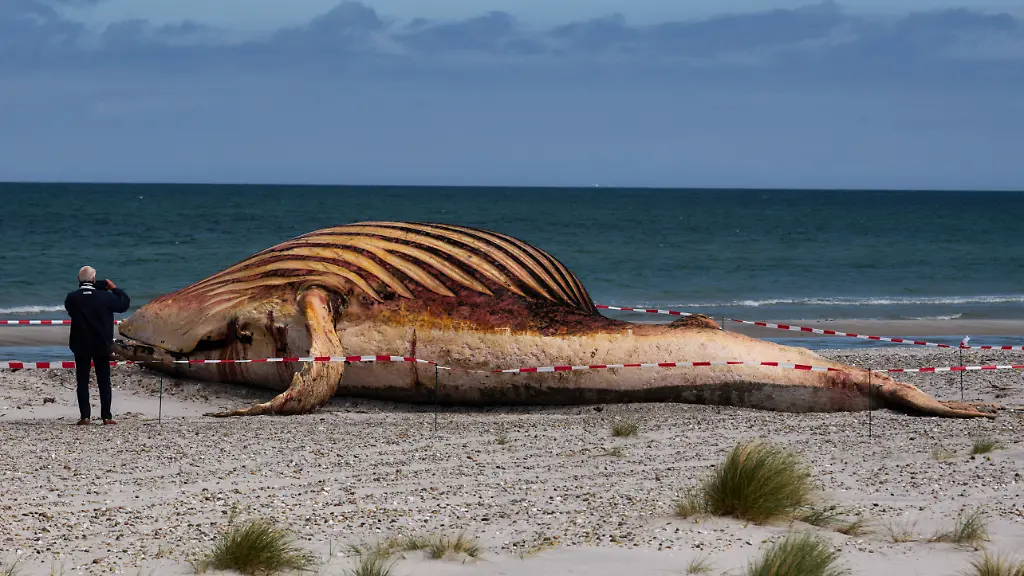Eine-Person-fotografiert-der-toten-Wal-der-am-Strand-der-daenischen-Insel-Anholt-liegt-nachdem-er-aus-dem-Wasser-gezogen-wurde-Es-handelt-sich-um-den-als-Timmy-bekannten-Buckelwal-der-Ende-Maerz-erstmals-vor-Timmendorfer-Strand-gestrandet-war-und-rund-einen-Monat-spaeter-in-die-Nordsee-transportiert-wurde