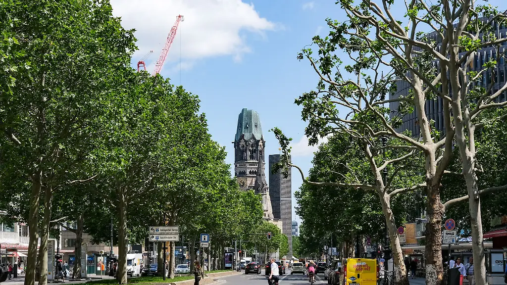 Bis-2040-muss-sich-laut-Gesetz-die-Zahl-der-Baeume-in-Berlin-mehr-als-verdoppeln