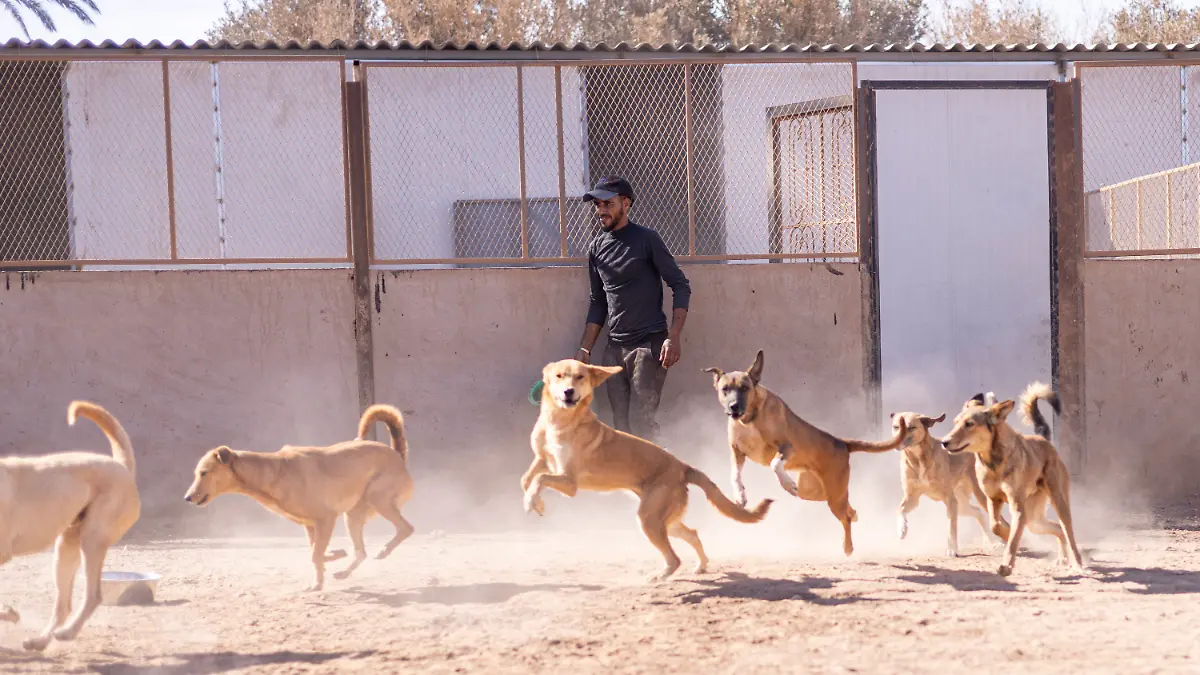 HANDOUT-02-06-2026-Marokko-Agadir-Hunde-laufen-aus-einem-Gehege-in-einem-Heim-der-Tierschutzorganisation-SARA-undatiertes-Handout