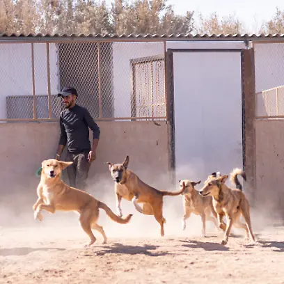 HANDOUT-02-06-2026-Marokko-Agadir-Hunde-laufen-aus-einem-Gehege-in-einem-Heim-der-Tierschutzorganisation-SARA-undatiertes-Handout