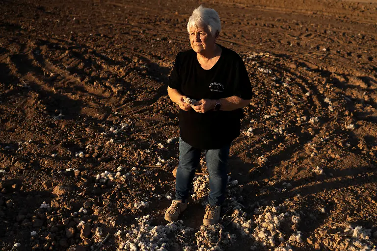 Nancy-Caywood-co-owner-of-Caywood-Farms-holds-a-piece-of-cotton-in-a-fallow-field-dotted-with-remnants-of-past-cotton-crops-at-her-feet-We-have-hung-on-for-almost-30-years-said-Caywood-who-has-leased-a-neighbor-s-fields-with-access-to-aquifer-water
