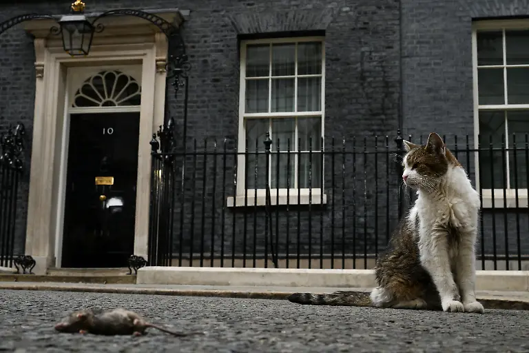 Larry-the-cat-sits-next-to-a-dead-mouse-outside-10-Downing-Street-on-the-day-of-the-first-cabinet-meeting-with-British-Prime-Minister-Andy-Burnham-in-London-Britain-July-21-2026