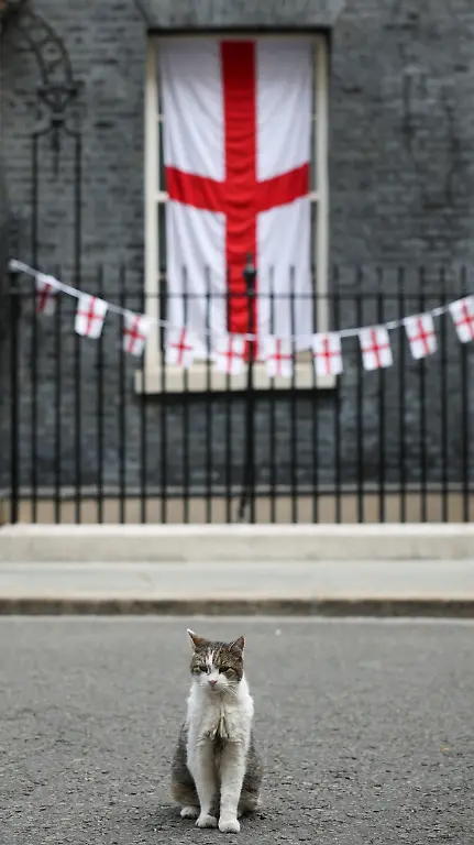 Larry-the-cat-sits-near-bunting-with-St-George-s-Cross-flags-displayed-at-Downing-Street-in-a-show-of-support-for-the-England-Men-s-Soccer-Team-competing-in-the-FIFA-World-Cup-2026-on-the-day-of-a-cabinet-meeting-in-London-Britain-July-15-2026