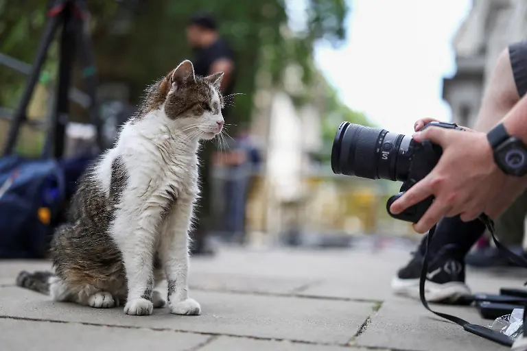 Larry-the-Downing-Street-cat-poses-for-a-photographer-in-Westminster-as-Britain-s-Prime-minister-Keir-Starmer-has-vowed-to-fight-any-challenge-after-Andy-Burnham-s-decisive-victory-in-the-Makerfield-by-election-in-London-Britain-June-21-2026
