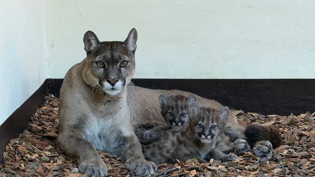 Drei-Puma-Jungtiere-erkunden-jetzt-im-Tierpark-Stroehen-das-Aussengelaende