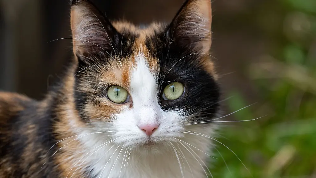 Einer-Katze-wurde-ein-Hakenkreuz-ans-Ohr-gekritzelt