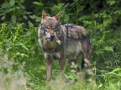 Bericht über Vorfall in Italien: Hündin soll Kleinkind gegen Wolf verteidigt haben