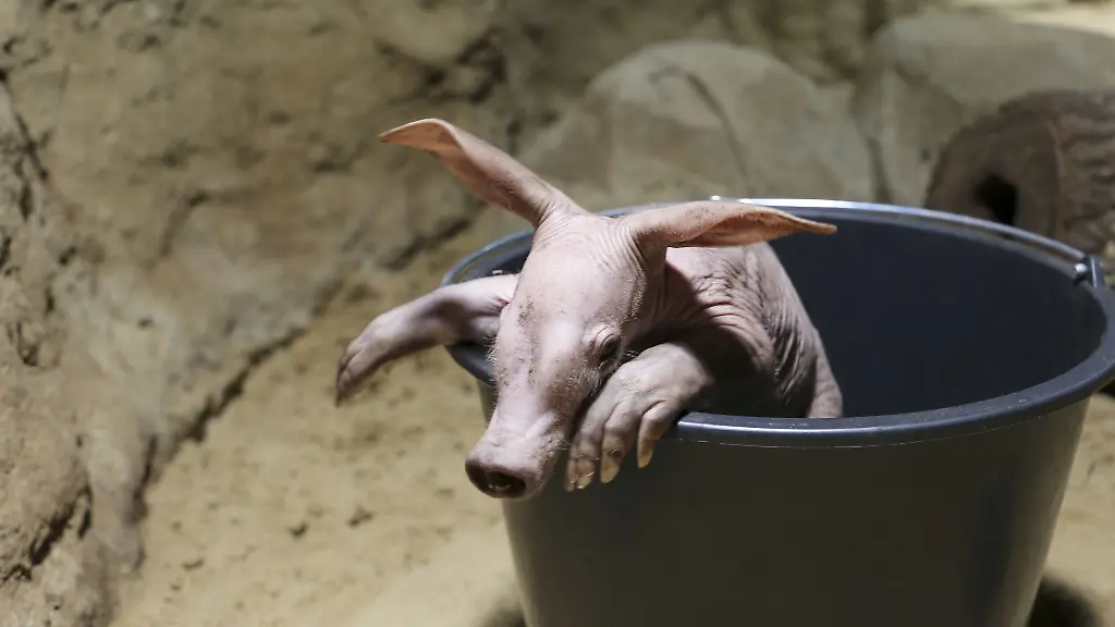 Mit-etwas-Glueck-koennen-Zoo-Besucher-das-kleine-Erdferkel-in-den-kommenden-Tagen-bestaunen