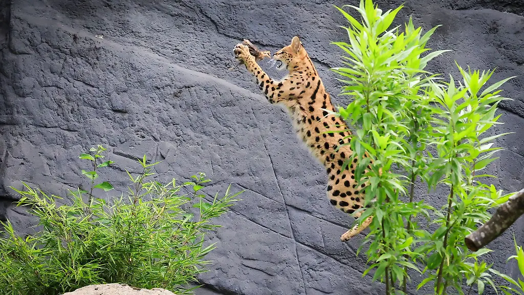 Ein-junger-Serval-beim-Jagdtraining