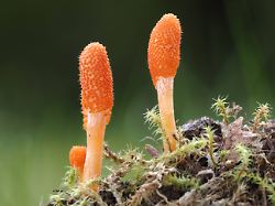 Puppenkernkeulen Cordyceps Militaris PA230066 Puppet Cores Cordyceps Militaris PA230066