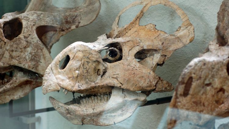 Schädel eines pflanzenfressendenProtoceratops andrewsi.  