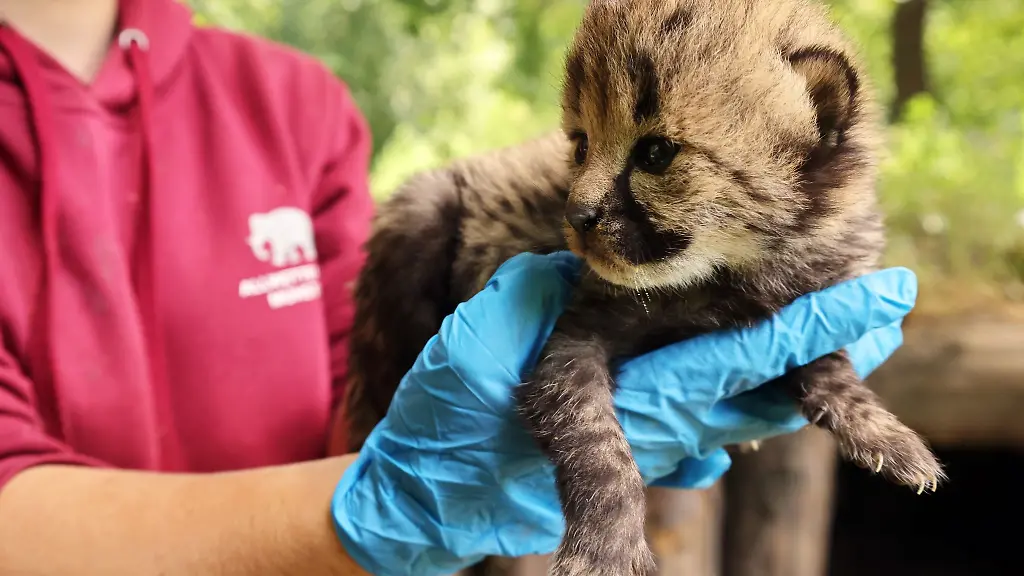 Einer-von-sieben-Der-Zoo-in-Muenster-freut-sich-ueber-Nachwuchs-bei-den-Geparden