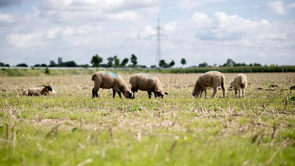 Von-einer-umzaeunten-Wiese-wurden-zwei-Schafe-entwendet