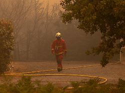 "Braucht rasche Umsetzung": Verheerende Waldbrände: Grünen-Chefin fordert mehr Einsatz für Klimaschutz