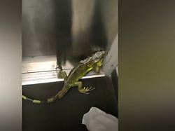 Ungewöhnliche Bestellung: Schreckmoment bei Fedex: Leguan springt plötzlich aus Paket