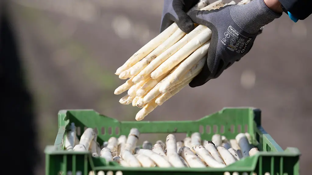 Die-Spargelproduktion-in-Niedersachsen-ist-etwa-um-5-4-Prozent-im-Vergleich-zum-Vorjahr-gestiegen