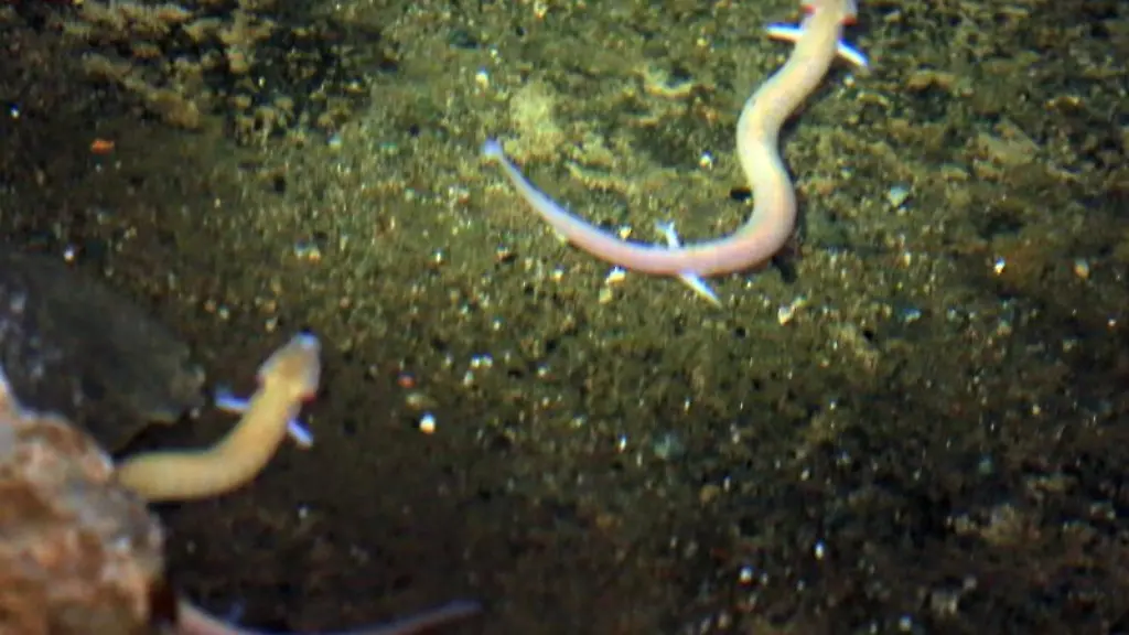 Zwei-Grottenolme-schwimmen-im-Olmensee-in-der-Hermannshoehle-im-Harz