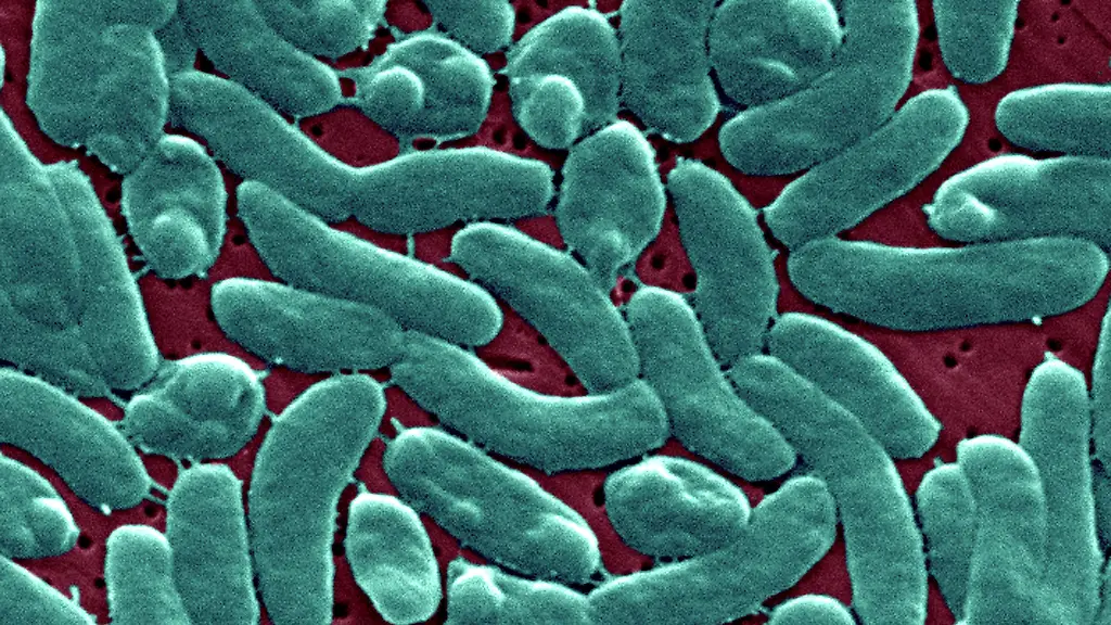 This-scanning-electron-micrograph-SEM-depicts-a-grouping-of-Vibrio-vulnificus-bacteria-Mag-13184x-Vibrio-vulnificus-is-a-bacterium-in-the-same-family-as-those-that-cause-cholera-It-normally-lives-in-warm-seawater-and-is-part-of-a-group-of-vibrios-that-are-called-halophilic-because-they-require-salt-V-vulnificus-can-cause-disease-in-those-who-eat-contaminated-seafood-or-have-an-open-wound-that-is-exposed-to-contaminated-seawater-Among-healthy-people-ingestion-of-V-vulnificus-can-cause-vomiting-diarrhea-and-abdominal-pain-In-immunocompromised-persons-particularly-those-with-chronic-liver-disease-V-vulnificus-can-infect-the-bloodstream-causing-a-severe-and-life-threatening-illness-characterized-by-fever-and-chills-decreased-blood-pressure-septic-shock-and-blistering-skin-lesions-V-vulnificus-bloodstream-infections-are-fatal-about-50-of-the-time