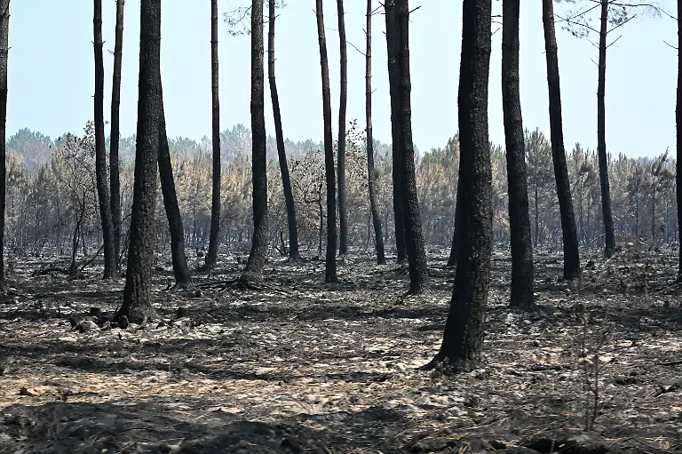 Blick-auf-verbrannte-Baeume-bei-Le-Porge-Unweit-der-Stadt-wueten-weiter-Waldbraende