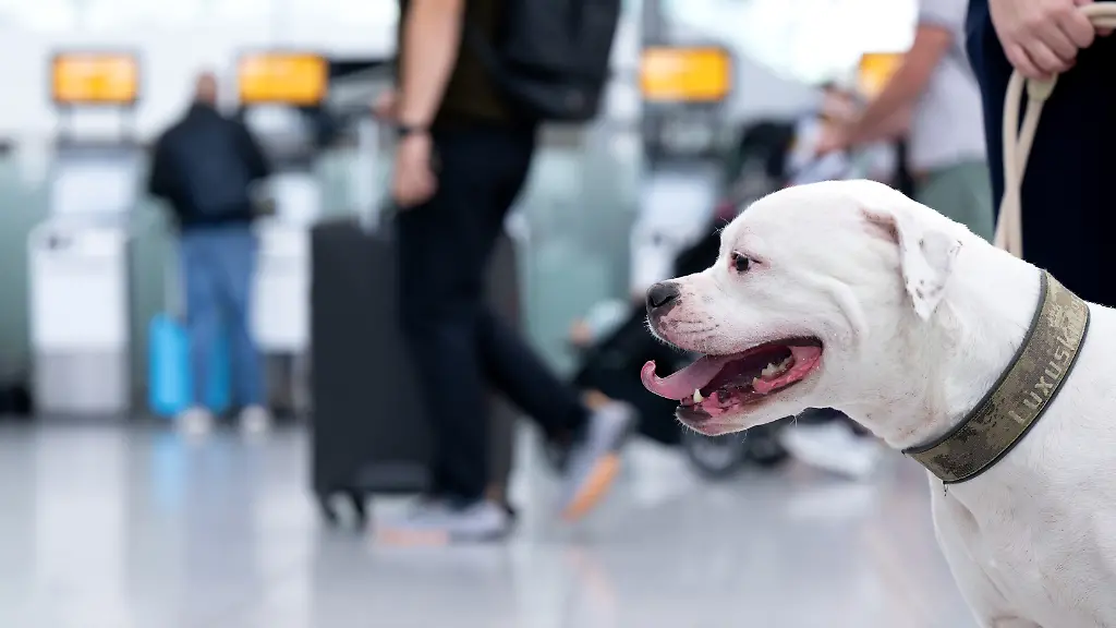 ILLUSTRATION-Hund-Peanut-American-Bulldog-sitzt-am-Flughafen-Muenchen-vor-den-Check-In-Schaltern-am-Terminal-gestellte-Szene