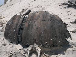Ein Teil Eines Rund 300 Jahre Alten Schiffswracks Liegt Am Strand Der Nordseeinsel Undatierte Aufnahme Das Niederlaendische Holzschiff Stammt Wohl Aus Dem 17 Oder 18 Jahrhundert