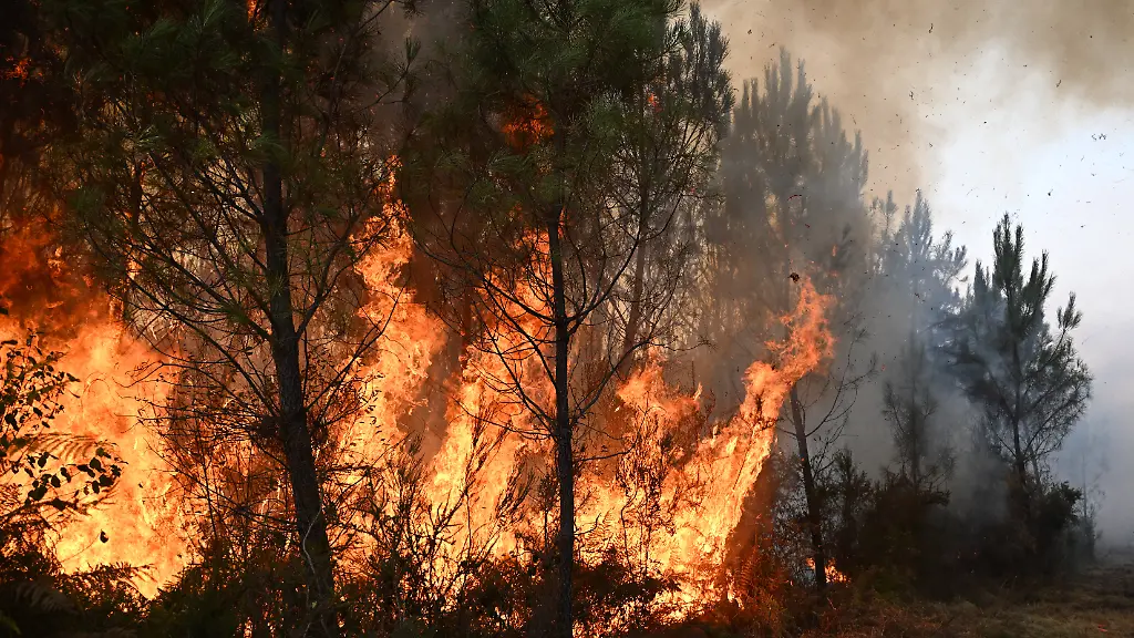 Flammen-lodern-zwischen-den-Baeumen-waehrend-eines-Waldbrandes-im-Suedwesten-Frankreichs