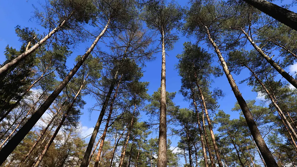 Besonders-im-Nadelwald-steigt-die-Feuergefahr-in-Trockenphasen