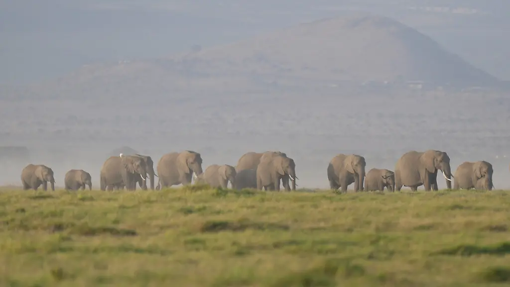 FILE-A-herd-of-elephants-grazes-in-Amboseli-National-Park-in-Kajiado-Kenya-Feb-12-2026