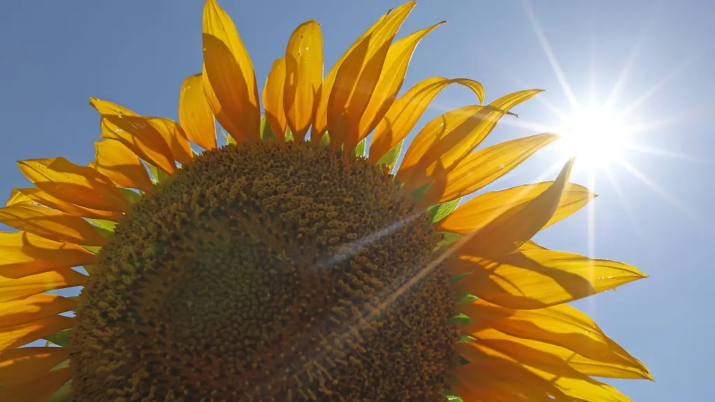 Besonders-zum-Monatsende-war-es-verbreitet-heiss-geworden-mit-ueber-35-Grad-Celsius-oertlich-sogar-bis-circa-40-Grad-Celsius