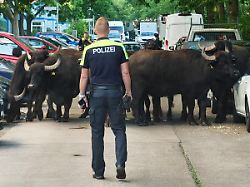 "Nervös, aber friedlich": Ausgebüxte Wasserbüffel streifen durch Berlin