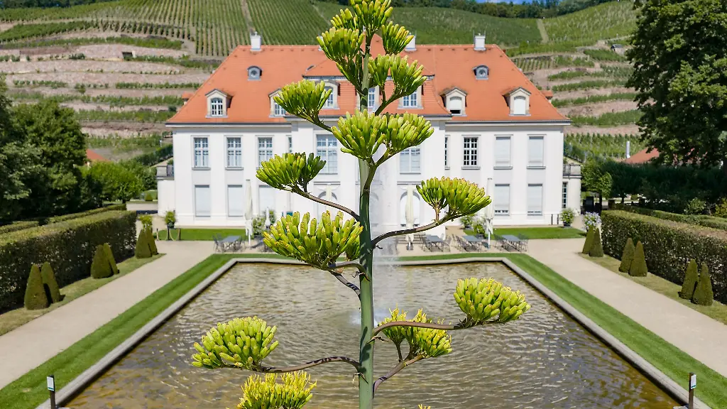 Im-barocken-Ensemble-von-Schloss-Wackerbarth-sorgt-derzeit-eine-sechs-Meter-hohe-Agavenbluete-fuer-Aufsehen