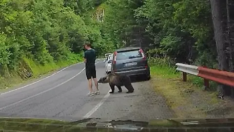 Bär Rumänien