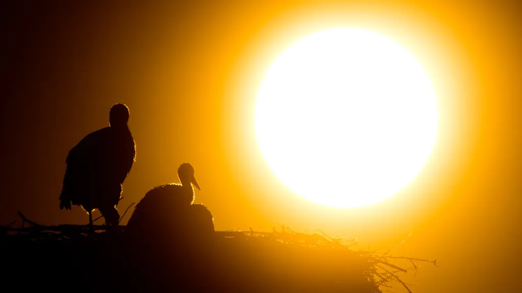 06-06-2018-Niedersachsen-Laatzen-Ein-ausgewachsener-Weissstorch-Ciconia-ciconia-und-Jungstoerche-verweilen-beim-Sonnenuntergang-auf-einem-Horst-in-der-Leinemasch-suedlich-von-Hannover-In-dem-Storchennest-zieht-ein-Storchenpaar-gleich-fuenf-Jungstoerche-auf-einmal-gross-Jeder-Jungstorch-braucht-je-ueber-einen-Kilo-Nahrung-pro-Tag-die-von-den-Eltern-gejagt-werden-muss