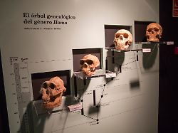 Archaeologiemuseum Evolution Des Homo Sapiens Jerez De La Frontera Provinz Cadiz Spanien Europa