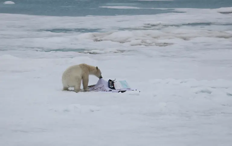 jpEisbaer-Inspiziert-die-Malsachen-Kopie