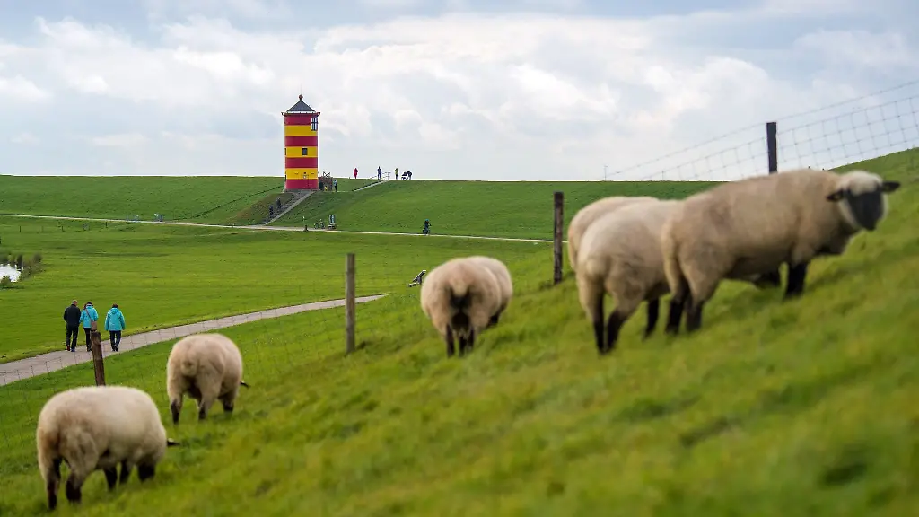 Schafe-leisten-einen-Beitrag-zum-Hochwasserschutz