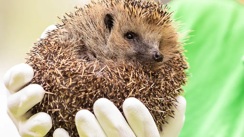 Feuerwehrleute-befreiten-den-Igel-der-in-einem-Drainagerohr-feststeckte