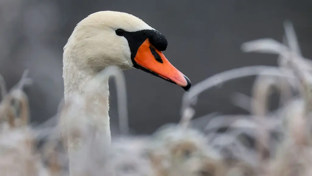 Ein-Schwan-sorgte-in-Oranienburg-fuer-einen-Polizeieinsatz
