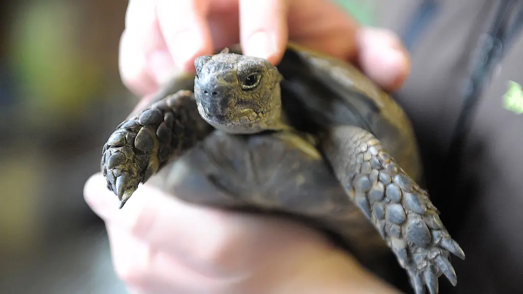 Die-Schildkroete-konnte-schnell-in-die-Obhut-ihres-Besitzers-zurueckkehren