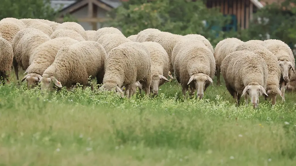 Die-Schafbestaende-gehen-in-Thueringen-zurueck-Dabei-leisten-die-Tiere-wertvolle-Arbeit-fuer-die-Pflege-von-Deichen