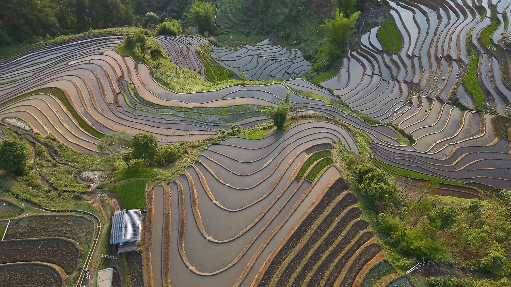 Luftaufnahme-Reisterrassen-waehrend-dem-Setzen-des-neuen-frischgruenen-Reises-der-neuen-frischgruenen-Reisetzlinge-bei-Mu-Cang-Ch-i-Mu-Cang-Chai-District-Lao-Cai-province-Nordvietnam-Vietnam