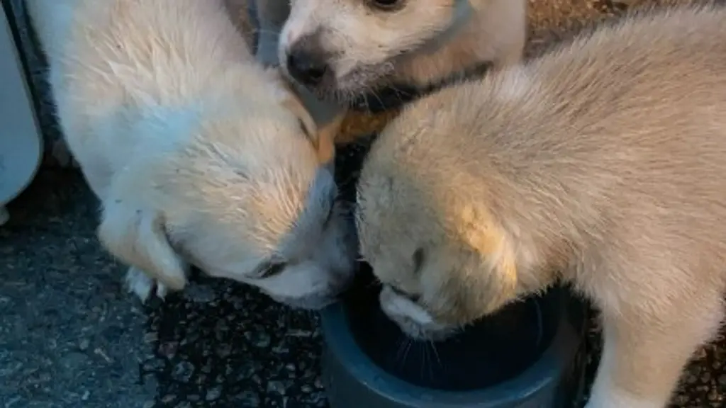 Die-drei-Hundewelpen-wurden-bei-einer-Verkehrskontrolle-entdeckt-und-mit-Wasser-versorgt
