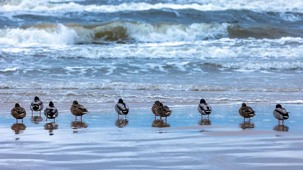 Haben-Kinder-in-Kuehlungsborn-absichtlich-auf-eine-Ente-geworfen-oder-war-es-ein-Versehen-Symbolbild
