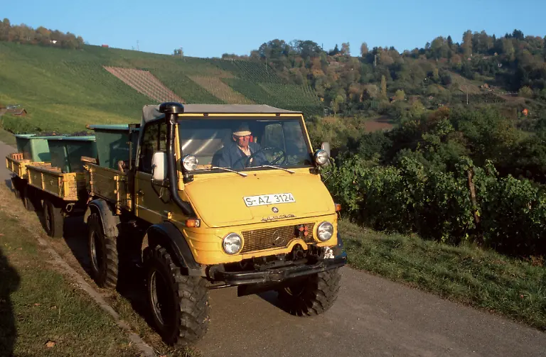 Unimog-with-harvested-bunches-of-vine-Stuttgart-Baden-Wurttemberg-Unimog-mit-geernteten-Weintrauben-Uhlbach-Baden-Wuerttemberg-Querformat-horizontal-Deutschland-Europa